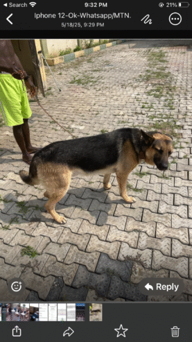 Dog for Sale